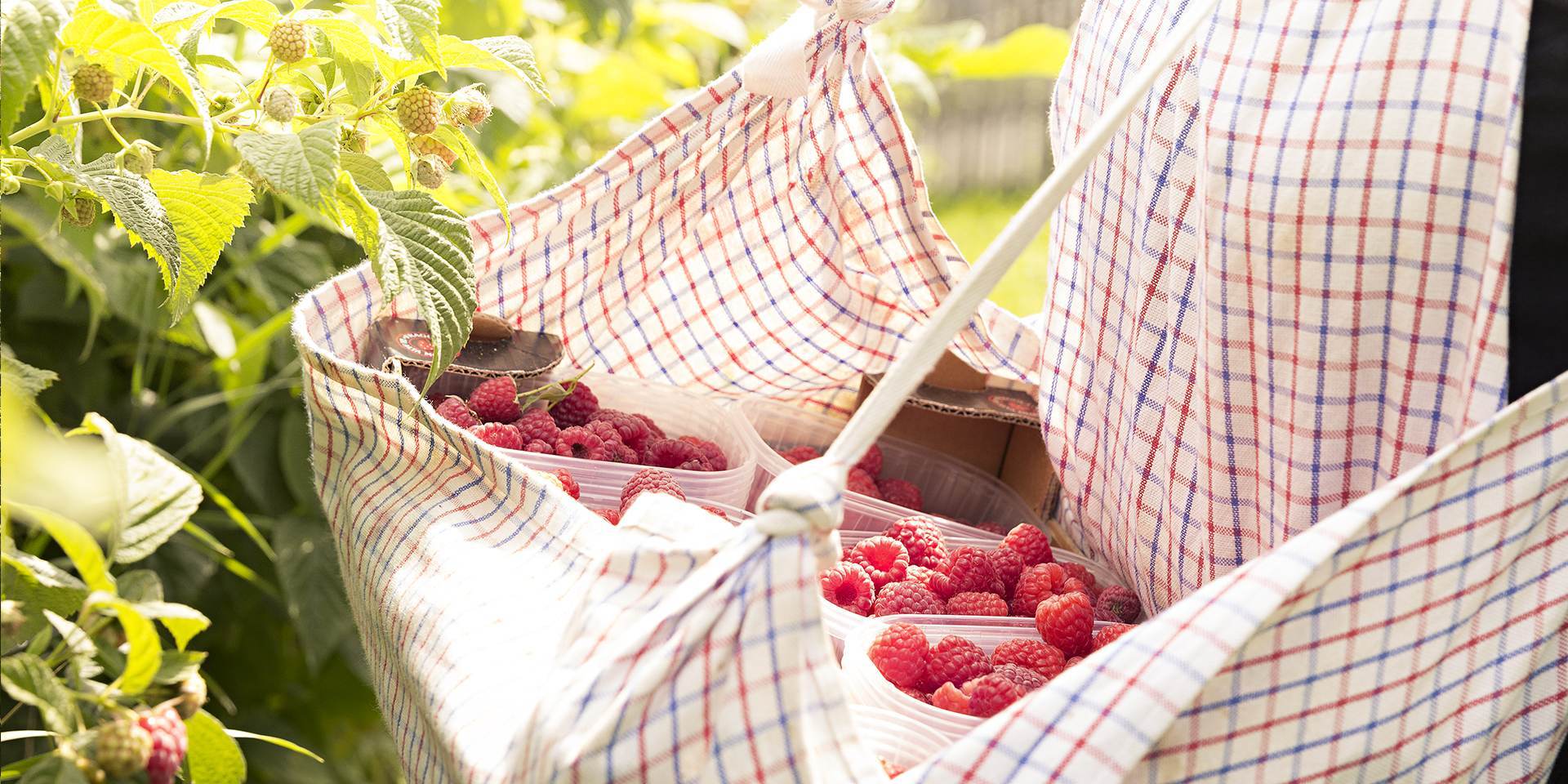 Bio Früchtetee aus handgelesen Früchten Südtiroler Bergbauern