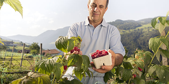 Früchtebauer in Südtirol